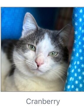 Tree House Humane Society 100% Donation🐱💚